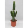 Euphorbia 17cm