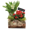 Buche Muguet - Compo Muguet + 1 Plante