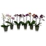 Orchidée 2 tiges 9 cm