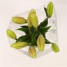 Bouquet de lys x3