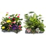 Plante verte/fleurie pot 9cm en display