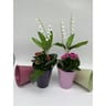 Pot muguet 2 griffes + fleurs
