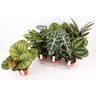 Mix alocasia et calathea 14 cm