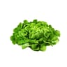 SALADE BIO FEUILLE DE CHENE