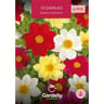 Promo dahlia semence mélange n°II