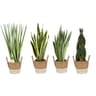 Sansevieria mixte pot 17cm panier