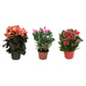 Plante fleurie mixte pot 14cm