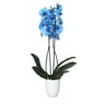 Phalaenopsis bleu pot 12cm céramique