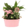 Composition Ephémeride - zinc 2 plantes décoration assortie