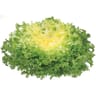 Salade frisée pièce