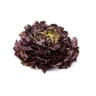 FEUILLE DE CHENE ROUGE LA PIECE
