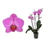 Phalaenopsis 3 tiges mix p12 cm h 50-60 cm