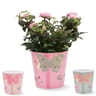 Rosier pot de 12 cm dans un cache pot diam. 13 cm