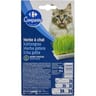 Carrefour Companino herbe à chat 150g