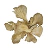 CHAMPIGNON PLEUROTE VRAC
