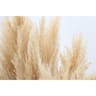 Cortaderia ou fleur de la pampa x3