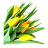 10 tulipes assortis ton chaud