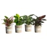 Mix calathea et philodendron pot 12cm gobelet