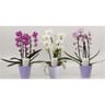 Phalaenopsis cascade 2T pot 12cm zinc