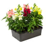 Muflier - barquette de 6 plants godets de 8cm