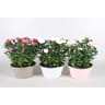 Coupe rosier pot 20 cm zinc