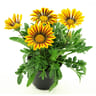 Gazania pot 0.5L