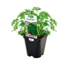 Persil frisé bio pot 0.5 litre