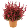 Erica gracilis pot 1L