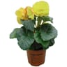 Begonia tubureux pot de 10.5 cm