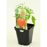 Tomate coeur de boeuf bio pot 0.5L
