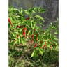 Piment bio pot 0.5L