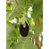 Aubergine barulo meronda bio pot 0.5L