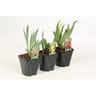 Iris germanica mix conteneur d'1.5 litre
