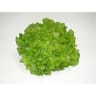 Le Potager de Marie Line salade feuille de chêne verte bio
