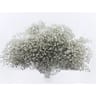 Gypsophile million star