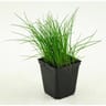 Ciboulette pot 1 litre bio