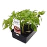 Tomate noire de crimée barquette 6 plants