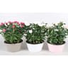 Rosier en coupe 20 cm pot plastique coloré