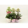 Kalanchoe mélange