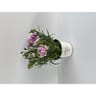 Oeillet double extra P10.5cm