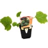 Plants de courgette ronde de nice pot 10cm 0.5l