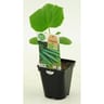 Concombre tanja bio pot 0.5L