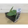 Courgette longue astia F1 verte B3 motte de 7