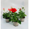 Géranium zonal pot 13cm