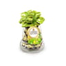 Ferrero rocher cloche chocolat noisettes x18 - 225g