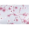Film vitrostatique cherry flowers 45 cm x1,5 mètres