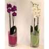 Phalaenopsis 2 tiges dans vase