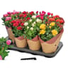 Rosier pot 12 cm gobelet