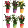 Zantedeschia pot 12 cm cp