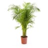Areca pot 24 cm